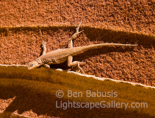 Lizard on Sandstone. North Coyote Buttes, Arizona. Lizard warms himself on sun bathed sandstone.  Ben Babusis, Lightscape Gallery.