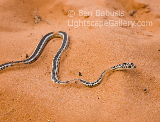 Sand Snake. North Coyote Buttes, Arizona. Small garter snake winds its way through the sand.  Ben Babusis, Lightscape Gallery.