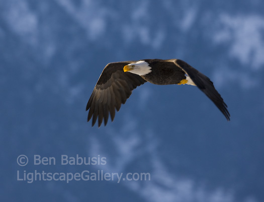 Soaring Eagle. Haines, Alaska. Bald eagle soars overhead in Haines.  Ben Babusis, Lightscape Gallery.