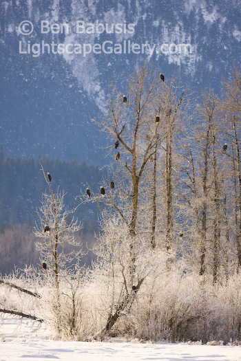 Eagle Ornaments. Haines, Alaska. Numerous bald eagle congregate on this tree near Haines, a prime spot for feeding on passing salmon.  Ben Babusis, Lightscape Gallery.