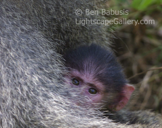 Peek-a-Baboon. Lake Manyara National Park, Tanzania. Infant baboon peaks out from behind mother's arms.  Ben Babusis, Lightscape Gallery.