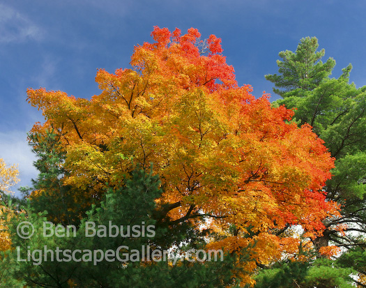 Colorburst. Adirondacks, New York. Early morning light strikes a turning maple tree in upstate New York creating a dramatic burst of color.   Ben Babusis, Lightscape Gallery.