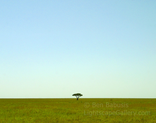 Lone Tree. Serengeti, Tanzania. A very lonely tree stands proudly on the vast Serengeti plain.  Ben Babusis, Lightscape Gallery.