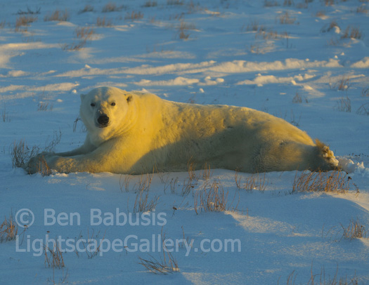 Reclining Polar Bear. Churchill, Manitoba. A polar bear enjoys the setting sun.  Ben Babusis, Lightscape Gallery.