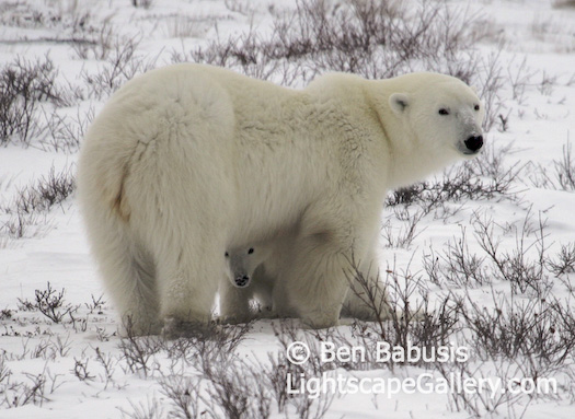 Peek-a-Bear. Churchill, Manitoba. A polar cub peeks out from behind mom's legs.  Ben Babusis, Lightscape Gallery.
