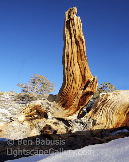Bristlecone Tower. White Mountains, California. An ancient bristlecone pine stump in the White Mountains of California.  Ben Babusis, Lightscape Gallery.
