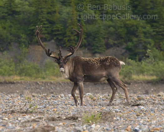 Caribou. Denali National Park, Alaska. A boldly crowned caribou looks from across the Toklat River.  Ben Babusis, Lightscape Gallery.