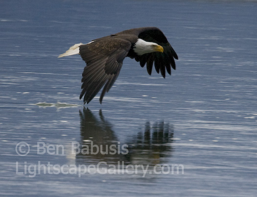 Flying Low. Haines, Alaska. A low flying bald eagle drags its wing tips in the water.  Ben Babusis, Lightscape Gallery.
