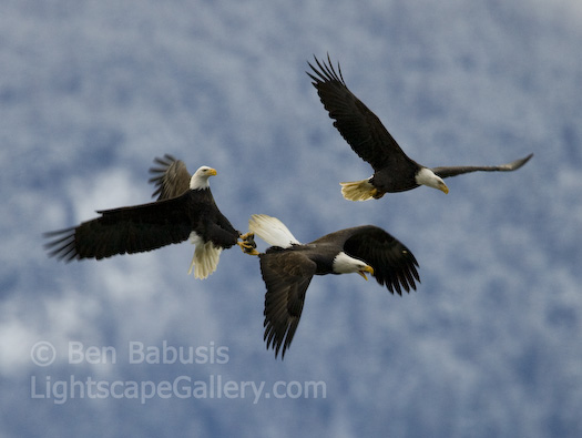 Midair Battle. Haines, Alaska. Three bald eagle struggle over a piece of food while in flight.  Ben Babusis, Lightscape Gallery.