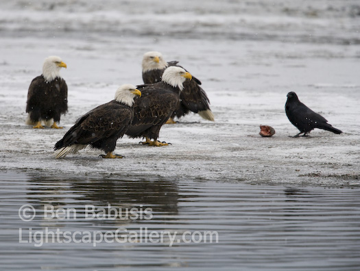 Courage. Haines, Alaska. A crow helps himself to some salmon to the dismay of 4 nearby bald eagles.  Ben Babusis, Lightscape Gallery.