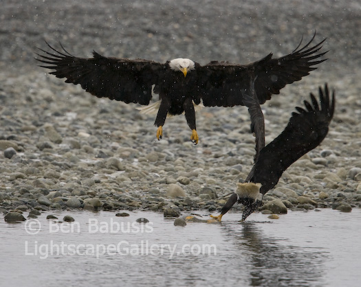 Incoming!. Haines, Alaska. A bald eagle makes an aerial attack to steal food from another eagle.  Ben Babusis, Lightscape Gallery.