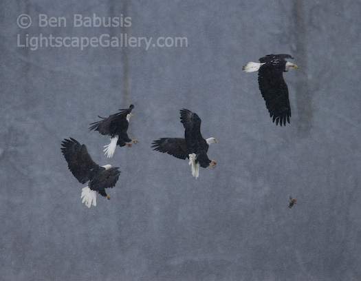 Aerial Tussle. Haines, Alaska. Four bald eagles fight over a piece of salmon over the Chilkat River.  Ben Babusis, Lightscape Gallery.