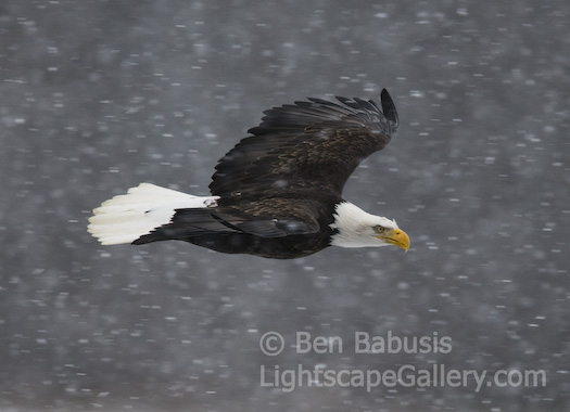 Snow Soaring. Haines, Alaska. Bald eagle soars through the snow over the Chilkat River.  Ben Babusis, Lightscape Gallery.