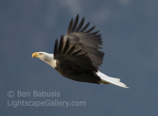 Uplifting. Haines, Alaska. A bald eagle soars upward over the Chilkat River.  Ben Babusis, Lightscape Gallery.