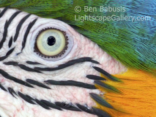 Parrot Eye. Cougar Mountain Zoo, Washington. Detail of the the colorful face of the Macaw.   Ben Babusis, Lightscape Gallery.