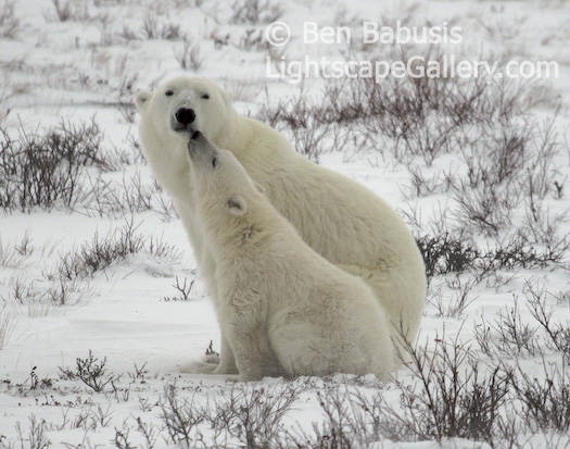 Polar Kiss. Churchill, Manitoba. A polar bear cub kisses his mother.  Ben Babusis, Lightscape Gallery.