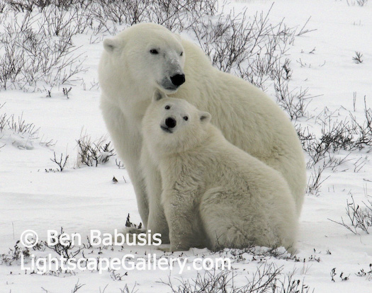 Polar Bear and Cub. Churchill, Manitoba. A polar bear and cub pose in the Canadian north.  Ben Babusis, Lightscape Gallery.