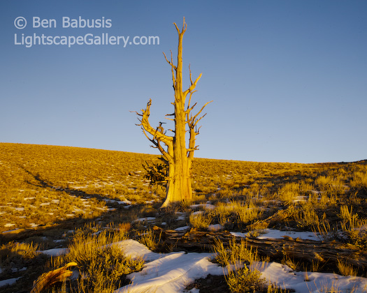 Old Man of the Mountains. White Mountains, California. This lone bristlecone pine lies among the oldest living things on earth, some as old as nearly 5000 years.  Ben Babusis, Lightscape Gallery.