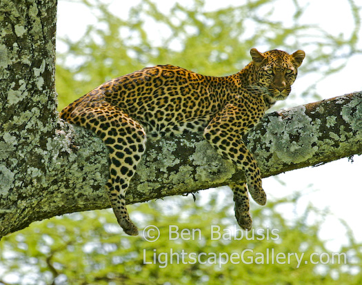 Lounging Leopard. Serengeti, Tanzania. A leopard lounges in the shade up in a tree.  Ben Babusis, Lightscape Gallery.