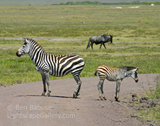 Back to Back. Ngorongoro Crater, Tanzania. Mother and child zebra stand back to back.  Ben Babusis, Lightscape Gallery.