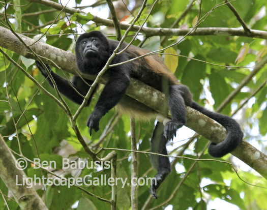 Bad Boy of the Jungle. Caves Branch, Belize. Howler monkey casually displays its middle finger while lounging in a tree.  Ben Babusis, Lightscape Gallery.