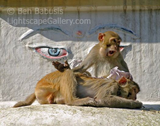 Monkey Spanking. Swayambunath, Nepal. Monkeys play around this Buddist temple near Kathmandu.  Ben Babusis, Lightscape Gallery.
