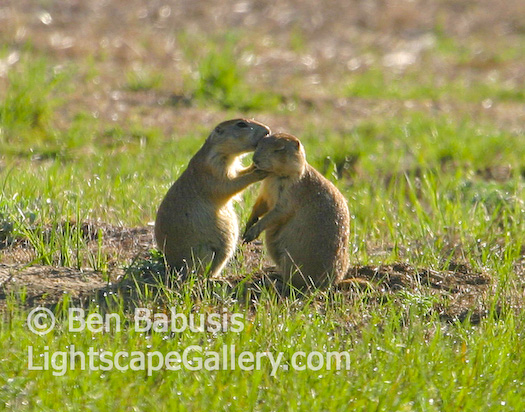 Love on the Prarie. Devils Tower, Wyoming. Two prarie dogs sharing a romantic moment outside their burrow.  Ben Babusis, Lightscape Gallery.