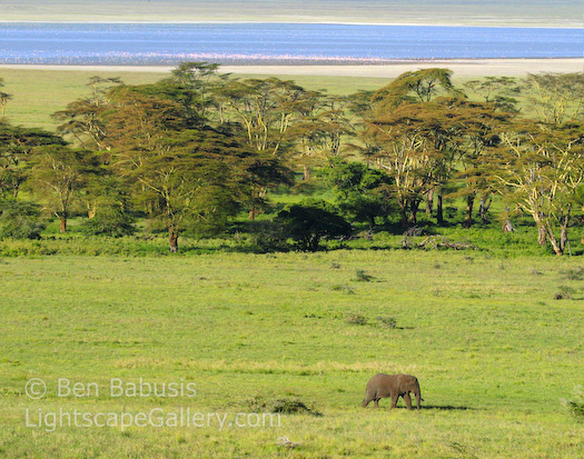 Lone Elephant. Ngorongoro Crater, Tanzania. A solitary elephant roams the crater floor.  Ben Babusis, Lightscape Gallery.