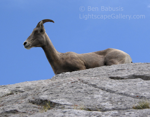 Mountain Goat. Banff, Canada. A mountain goat enjoys the view from the top of a peak near Banff.  Ben Babusis, Lightscape Gallery.
