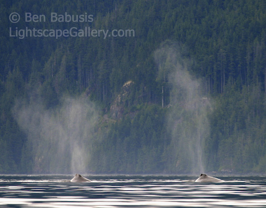 Two Grays. Johnstone Strait, British Columbia. Two gray whales surface simultaneously while kayaking the Johnstone Strait.  Ben Babusis, Lightscape Gallery.
