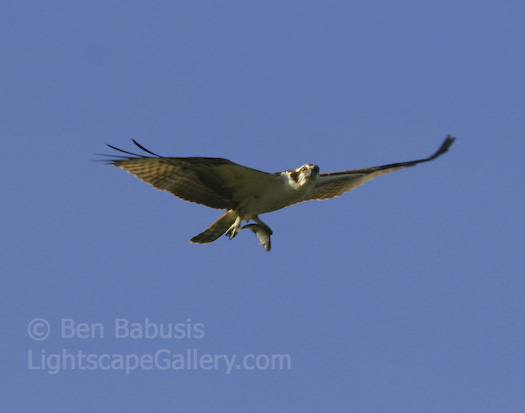 Osprey Overhead. Baltimore, Maryland. An osprey carries its catch over Patapsco State Park near Baltimore.  Ben Babusis, Lightscape Gallery.