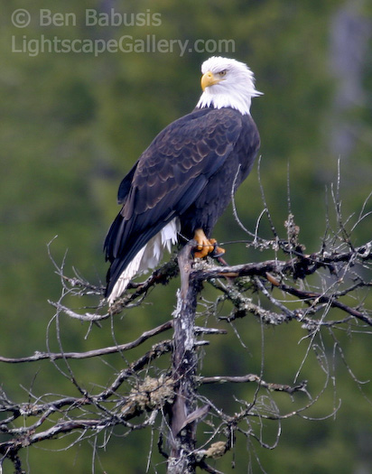 King of the Tree. Ketchikan, Alaska. Bald eagle perches atop a tree.  Ben Babusis, Lightscape Gallery.