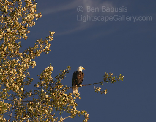 Enjoying the Sunset. Redmond, Washington. A bald eagle enjoys the setting sun from the banks of Lake Sammamish.  Ben Babusis, Lightscape Gallery.