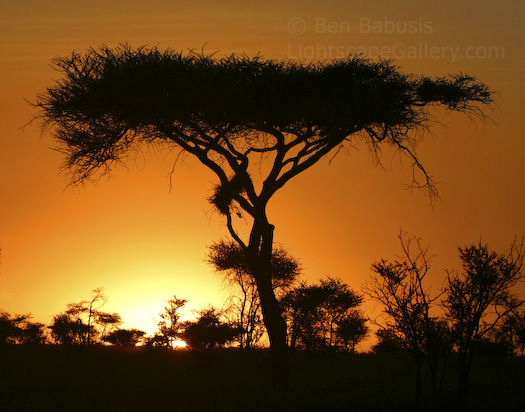 Acacia Sunrise. Serengeti, Washington. An acacia tree silhouetted by the rising sun in Africa.   Ben Babusis, Lightscape Gallery.