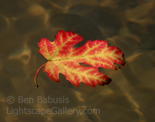 Floating Color. Baltimore, Maryland. A colorful leaf floats along the Patapsco River.  Ben Babusis, Lightscape Gallery.