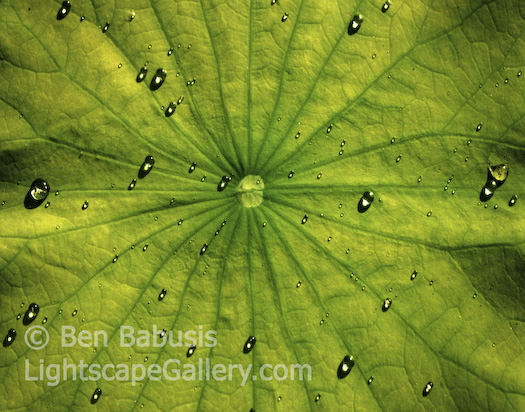 Dew Drops. Salt Lake City, Utah. Water droplets bead up on a lily pad in Salt Lake City.  Ben Babusis, Lightscape Gallery.