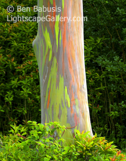 Rainbow Palm. Hana Highway, Mauai. Bark detail of the colorful rainbow palm.  Ben Babusis, Lightscape Gallery.