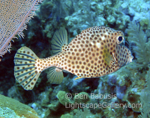 Spotted Trunkfish. Paradise Reef, Grand Cayman. A spotted trunkfish cruises through the warm clear waters off the coast of the Grand Cayman.   Ben Babusis, Lightscape Gallery.