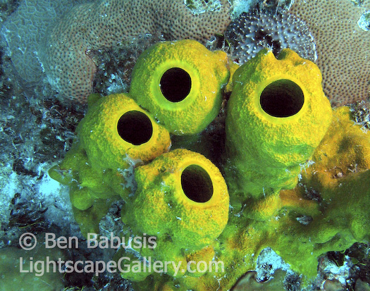 Green Tube Sponge. Paradise Reef, Grand Cayman. These tube sponges display incredibly vivid colors when illuminated underwater.   Ben Babusis, Lightscape Gallery.