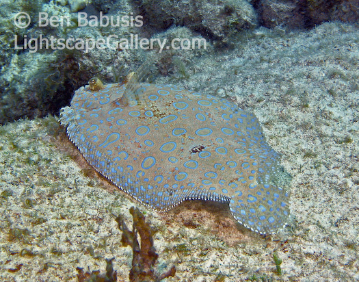 Flounder. Big Island, Hawaii. A flouder, nearly completely invisible when at rest on the ocean floor, cruises over the reef off the Big Island.  Ben Babusis, Lightscape Gallery.
