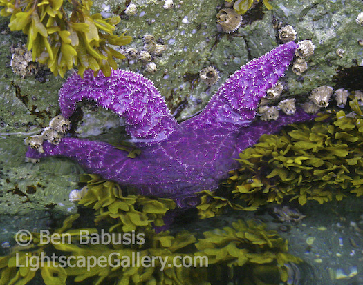 Purple Star. San Juan Island, Washington. Purple starfish at the waterline.  Ben Babusis, Lightscape Gallery.