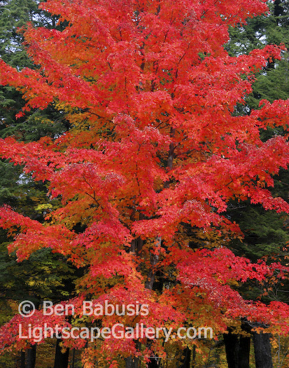 Red Maple. Adirondacks, New York. A fiery red maple at the peak of fall color in the Adirondacks.  Ben Babusis, Lightscape Gallery.