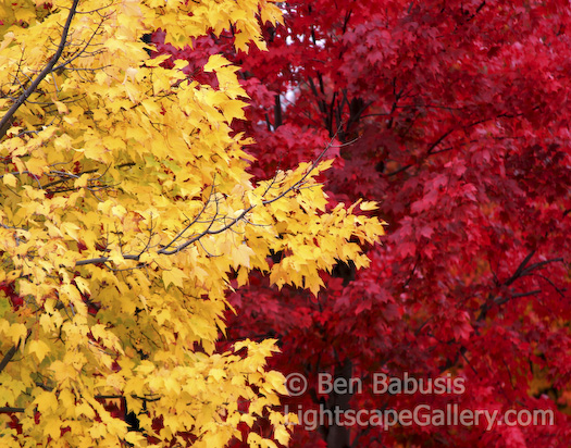 Yellow to Red. Adirondacks, New York. Brilliantly contrasting colors in the Adirondacks.  Ben Babusis, Lightscape Gallery.