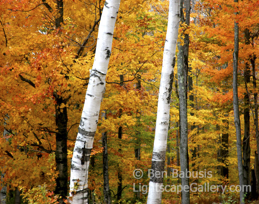 Two Birches. Central Vermont. Two white birch trunks contrast with the colorful leaves in the background forest.  Ben Babusis, Lightscape Gallery.