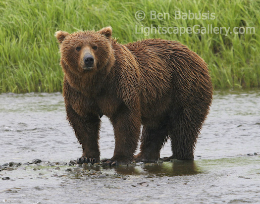 Wet Grizzly. Mikfik Creek, Alaska. A wet grizzly bear fattens up on fish in the rain at Mikfik Creek.  Ben Babusis, Lightscape Gallery.