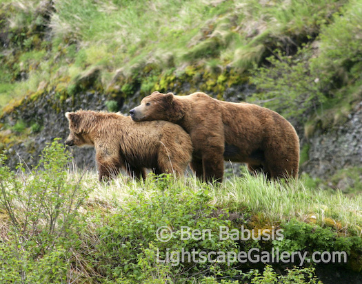 Lean on Me. Mikfik Creek, Alaska. Injured male grizzly rests his head on his female companion.  Ben Babusis, Lightscape Gallery.