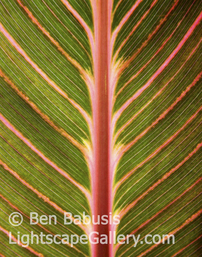Leaf Detail. Seattle, Washington. Light shines through a brilliantly striped leaf at the Volunteer Park Conservatory.   Ben Babusis, Lightscape Gallery.