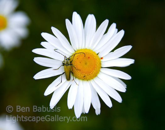 Daisy. Mt. Rainier, Washington. An insect rests on a daisy in full bloom.  Ben Babusis, Lightscape Gallery.
