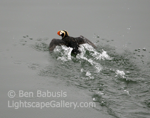Puffin Takeoff. Glacier Bay, Alaska. A puffin is cleared for takeoff from Glacier Bay.  Ben Babusis, Lightscape Gallery.