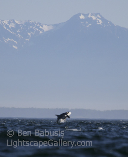 Orca Breach. Strait of Juan de Fuca, Washington. An Orca breaches off the coast of San Juan Island with the Olympic mountains in the background.  Ben Babusis, Lightscape Gallery.